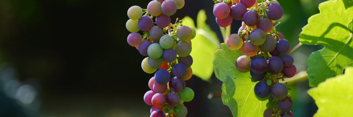 Rote Trauben Rote Trauben