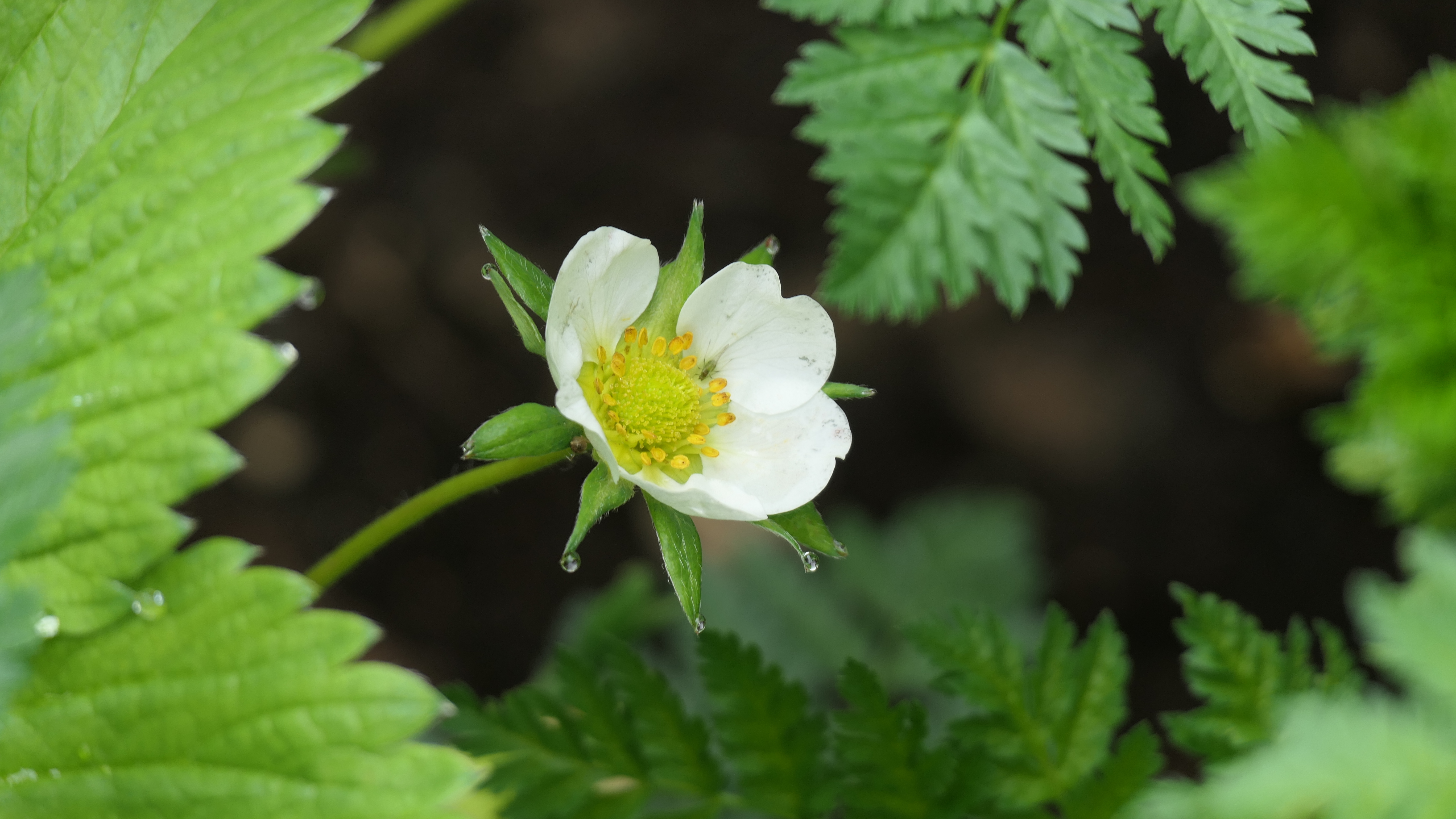 Weiße Blüte Weiße Blüte