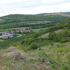 Ausblick in Asselheim