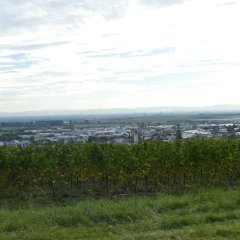 Ausblick in Grünstadt
